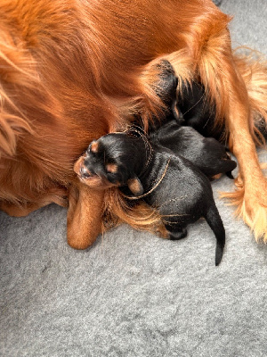 des Elfes Blancs - Cavalier King Charles Spaniel - Portée née le 02/10/2023